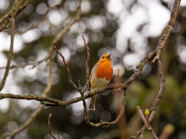 A picture of an orange bird sitting on a branch in a forest and singing