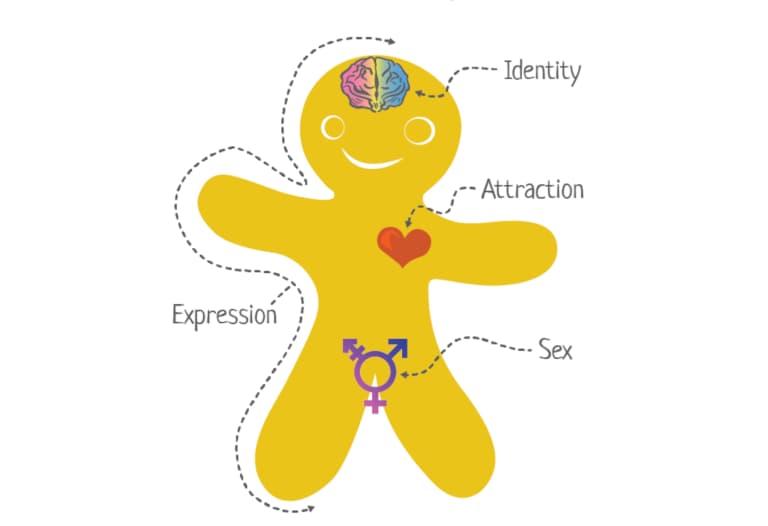 A drawing of a gingerbread person with its brain labeled “Identity”, heart labeled “Attraction”, a transgender symbol in the location of genitals labeled “Sex”, and overall body labeled “Expression”.